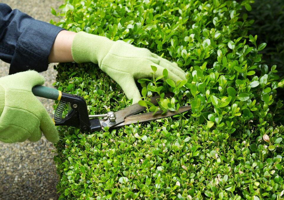 rifiuti giardinaggio