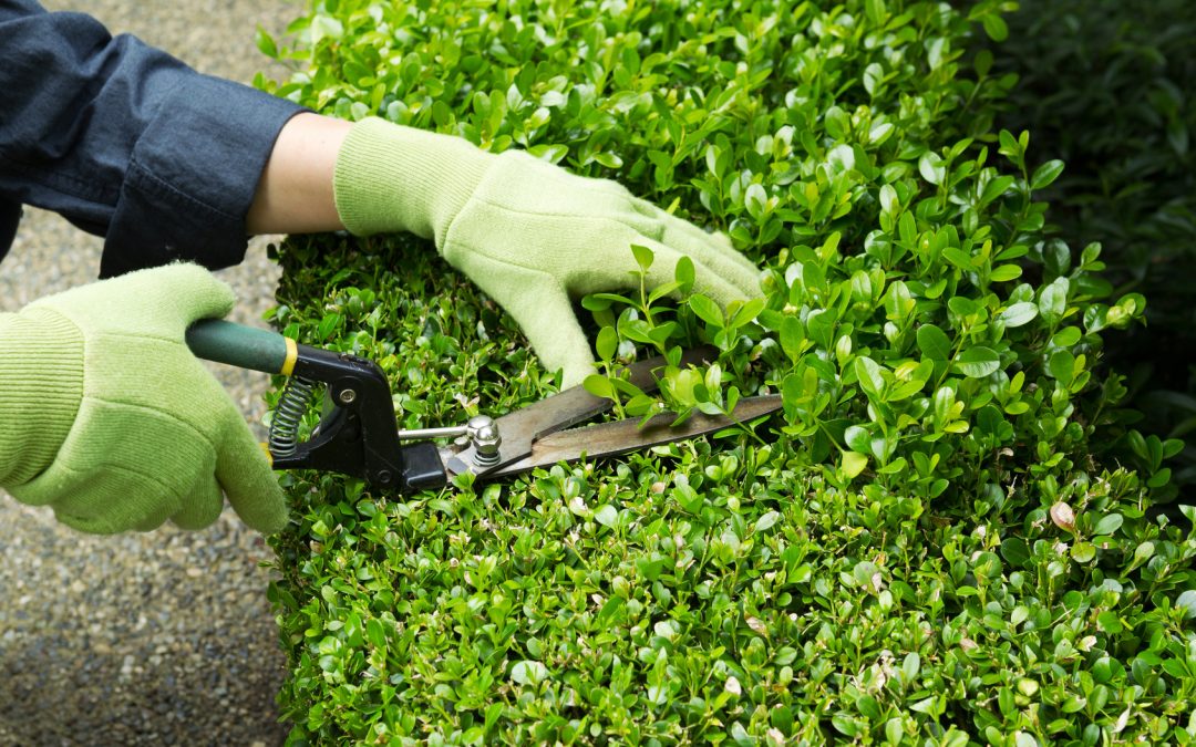 Rifiuti verdi e da giardinaggio. Cosa dice la normativa?, Raccolta e Smaltimento Rifiuti | Econova